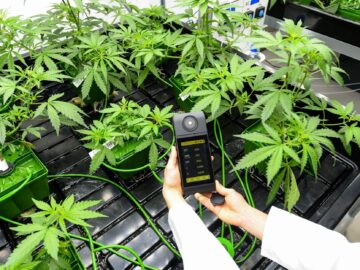 CBD cannabis in Italy: security decree, closures and production