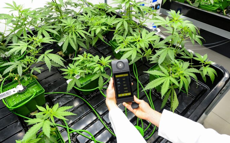 CBD cannabis in Italy: security decree, closures and production