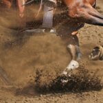 CBD's Effect on Equine Joint Inflammation 3 Evaluating the Impact of CBD on Equine Joint Inflammation