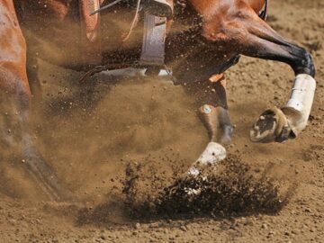 Evaluating the Impact of CBD on Equine Joint Inflammation