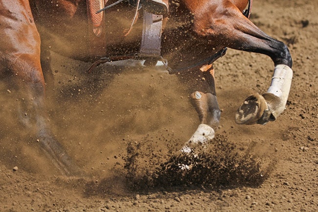 Evaluating the Impact of CBD on Equine Joint Inflammation