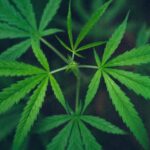 Texas Senate Approves THC Restriction Bill 4 Marijuana Under Fire: Texas Senate Passes THC Restriction Bill- Reform Austin