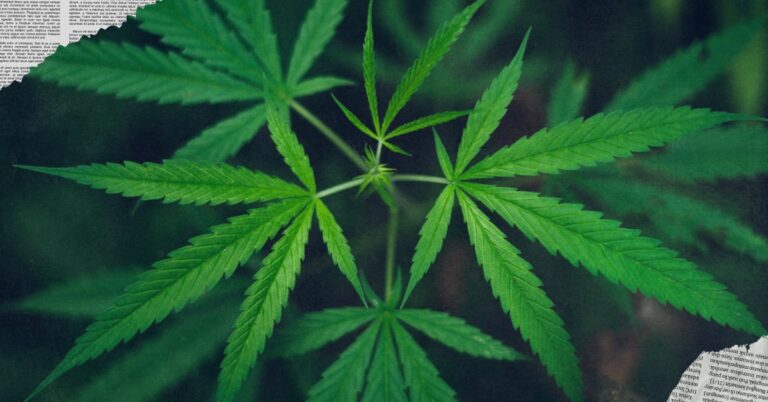 Marijuana Under Fire: Texas Senate Passes THC Restriction Bill- Reform Austin