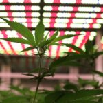 Minnesota To Hold First Lotteries For Cannabis Business Licenses In June