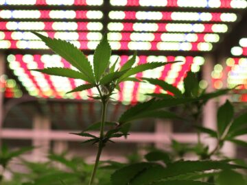 Minnesota To Hold First Lotteries For Cannabis Business Licenses In June