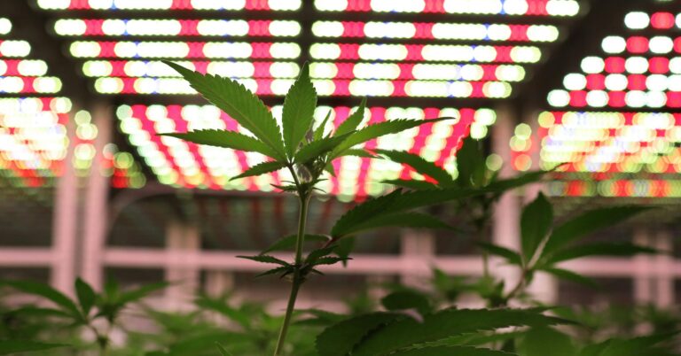 Minnesota To Hold First Lotteries For Cannabis Business Licenses In June