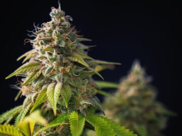 Researchers Uncover Causal Evidence That Cannabis Legalization Reduces Problematic Consumption