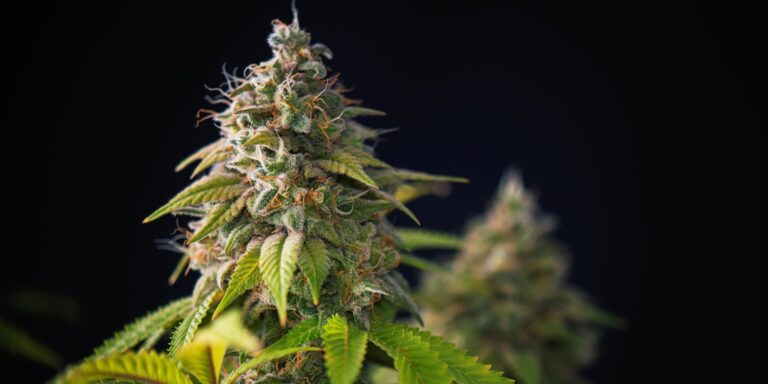 Researchers Uncover Causal Evidence That Cannabis Legalization Reduces Problematic Consumption
