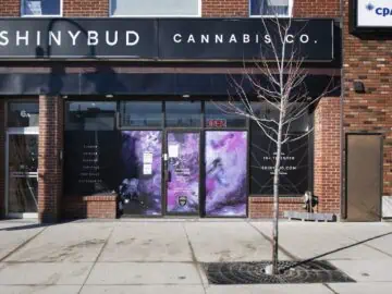 Globe Editorial: The Opaque Window Of Pot Rules