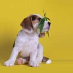 Can CBD change drug levels in your patients?