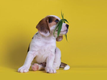 Can CBD change drug levels in your patients?