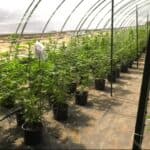 "Growing Green: Michigan's Cannabis Boom" 4 Overgrown: Southwest Michigans Booming Cannabis Industry