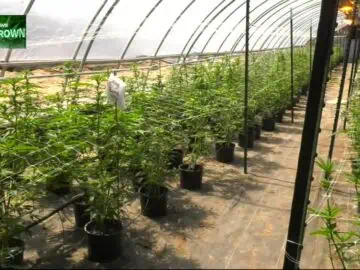 Overgrown: Southwest Michigans Booming Cannabis Industry