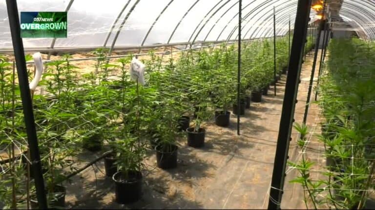 Overgrown: Southwest Michigans Booming Cannabis Industry