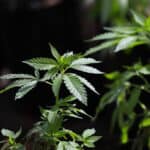 Resisting Big Business in PA Cannabis Legalization 3 Rep. Dan Frankel: Dont Let Corporate Cannabis Hijack Legalization In Pa.