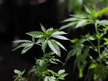 Rep. Dan Frankel: Dont Let Corporate Cannabis Hijack Legalization In Pa.