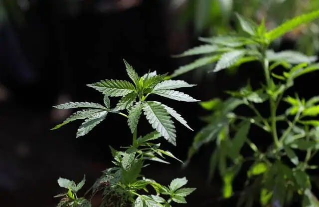 Rep. Dan Frankel: Dont Let Corporate Cannabis Hijack Legalization In Pa.