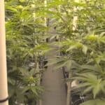 "Pillen's Appointments Spark Debate Among Cannabis Advocates" 4 Pillen Submits New Commission Appointments, But Medical Cannabis Proponents Question Motives
