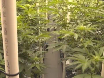 Pillen Submits New Commission Appointments, But Medical Cannabis Proponents Question Motives