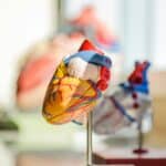 CBD Formulation Demonstrates Cardiac Safety Assurance 4 CBD Formulation Shows No Cardiac Safety Concerns