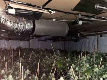 Police Seize 400kg Of Cannabis, Cocaine In Major Auckland Bust