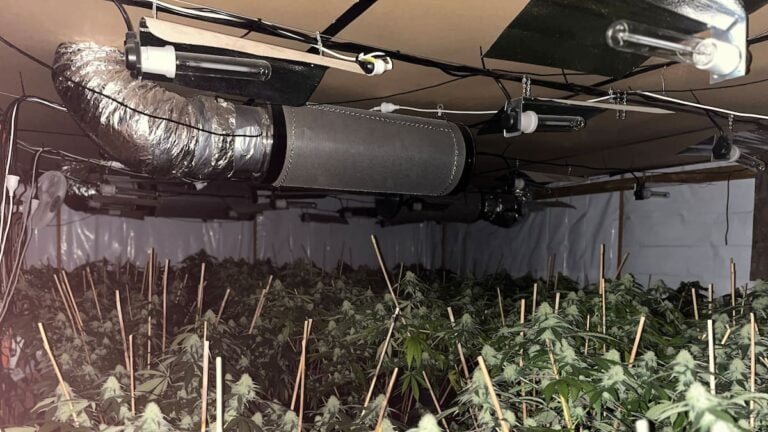 Police Seize 400kg Of Cannabis, Cocaine In Major Auckland Bust