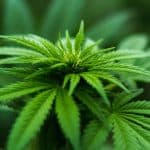 Officials Break Ground On First Cannabis Safety Compliance Facility In Kentucky