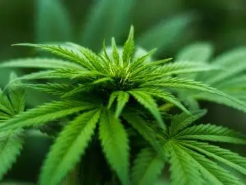 Officials Break Ground On First Cannabis Safety Compliance Facility In Kentucky