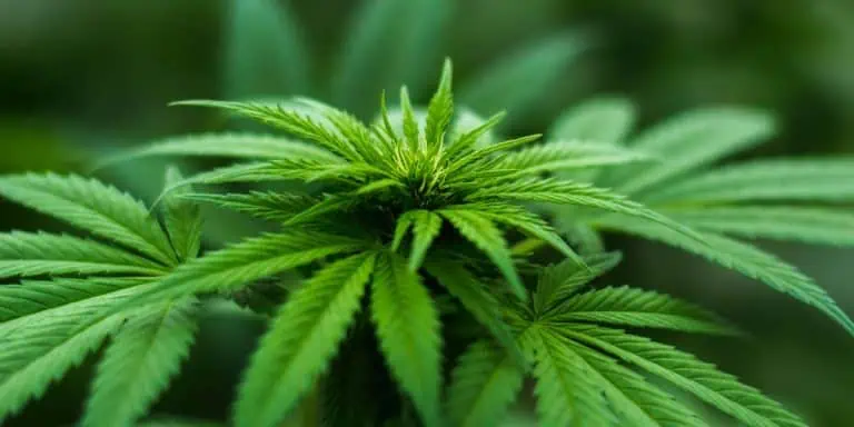Officials Break Ground On First Cannabis Safety Compliance Facility In Kentucky