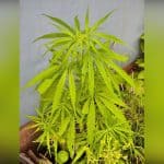 Cannabis Plant Found At Wayanad Resort, Probe Launched 4 Cannabis Plant Found At Wayanad Resort, Probe Launched