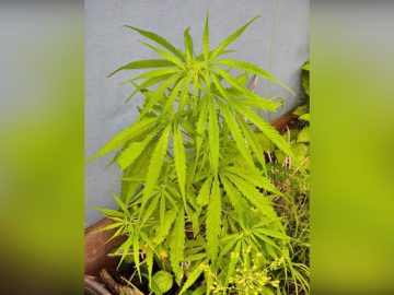Cannabis Plant Found At Wayanad Resort, Probe Launched