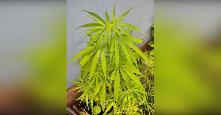 Cannabis Plant Found At Wayanad Resort, Probe Launched
