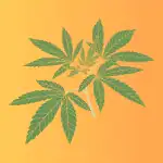Kennesaw Officials At Odds Over Decriminalizing Cannabis