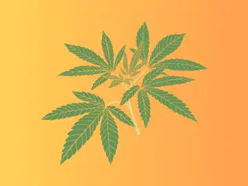 Kennesaw Officials At Odds Over Decriminalizing Cannabis