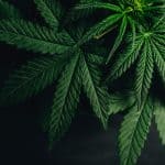 The entourage effect  what we dont know about how cannabis works