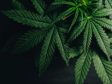 The entourage effect  what we dont know about how cannabis works