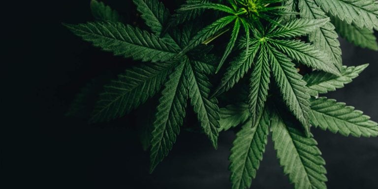 The entourage effect what we dont know about how cannabis works