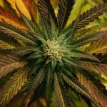 Cannabis Compound Could Protect Us From Deadly Fungal Disease