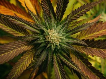 Cannabis Compound Could Protect Us From Deadly Fungal Disease