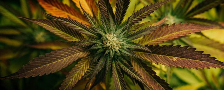 Cannabis Compound Could Protect Us From Deadly Fungal Disease