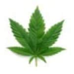 Rep. Soter Pushes Cannabis Reforms | Franklin Observer