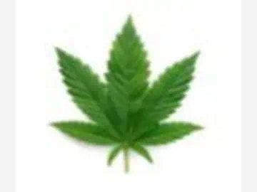 Rep. Soter Pushes Cannabis Reforms | Franklin Observer