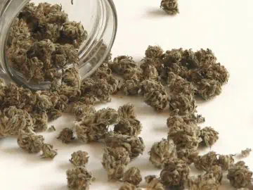 249 Winners Selected In Minnesotas Cannabis Business License Lottery