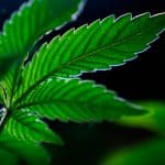 Gov. Kotek Signs 16 New Oregon Laws Covering Cannabis, Housing And More 4 Gov. Kotek Signs 16 New Oregon Laws Covering Cannabis, Housing And More