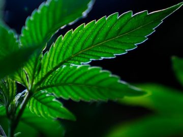 Gov. Kotek Signs 16 New Oregon Laws Covering Cannabis, Housing And More