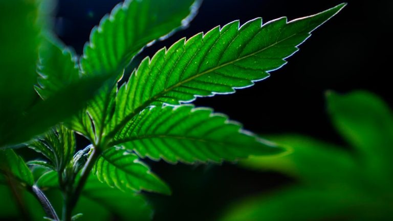 Gov. Kotek Signs 16 New Oregon Laws Covering Cannabis, Housing And More