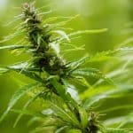 Crunch Time For Hemp THC In Texas 4 Crunch Time For Hemp THC In Texas
