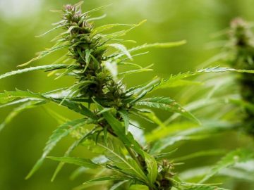 Crunch Time For Hemp THC In Texas 14 Crunch Time For Hemp THC In Texas
