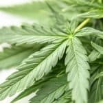 Barriers and Predictors of Cannabis Use Disorder Treatment Highlighted in New Study