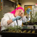 Genotyping In The Cannabis Industry: Interview With Anna Schwabe, PhD